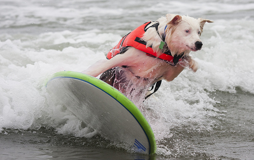 Surfing_Dog_5.jpg
