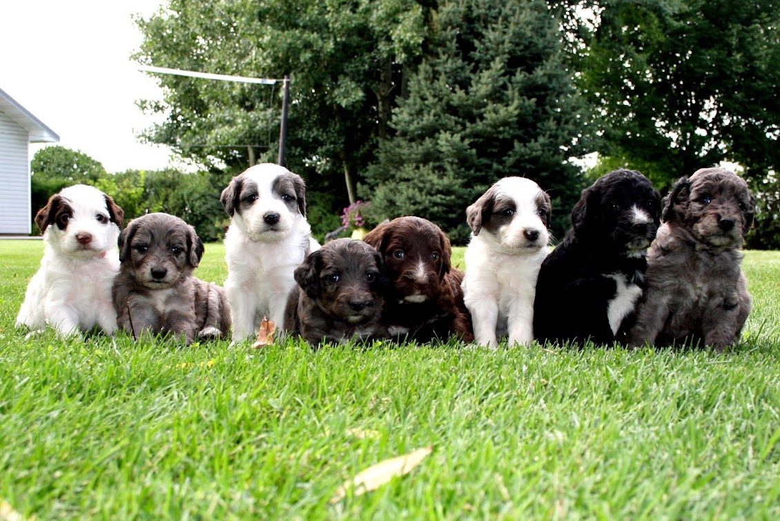 Sage & Max Puppies