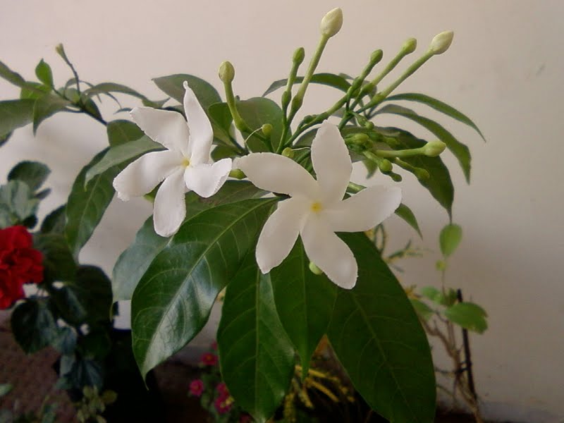 Blend with Spices Garden Blooms Nandi Vardanam