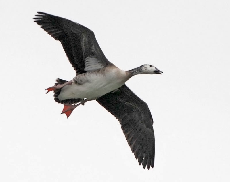 Bird Hybrids Snow Goose x Canada Goose