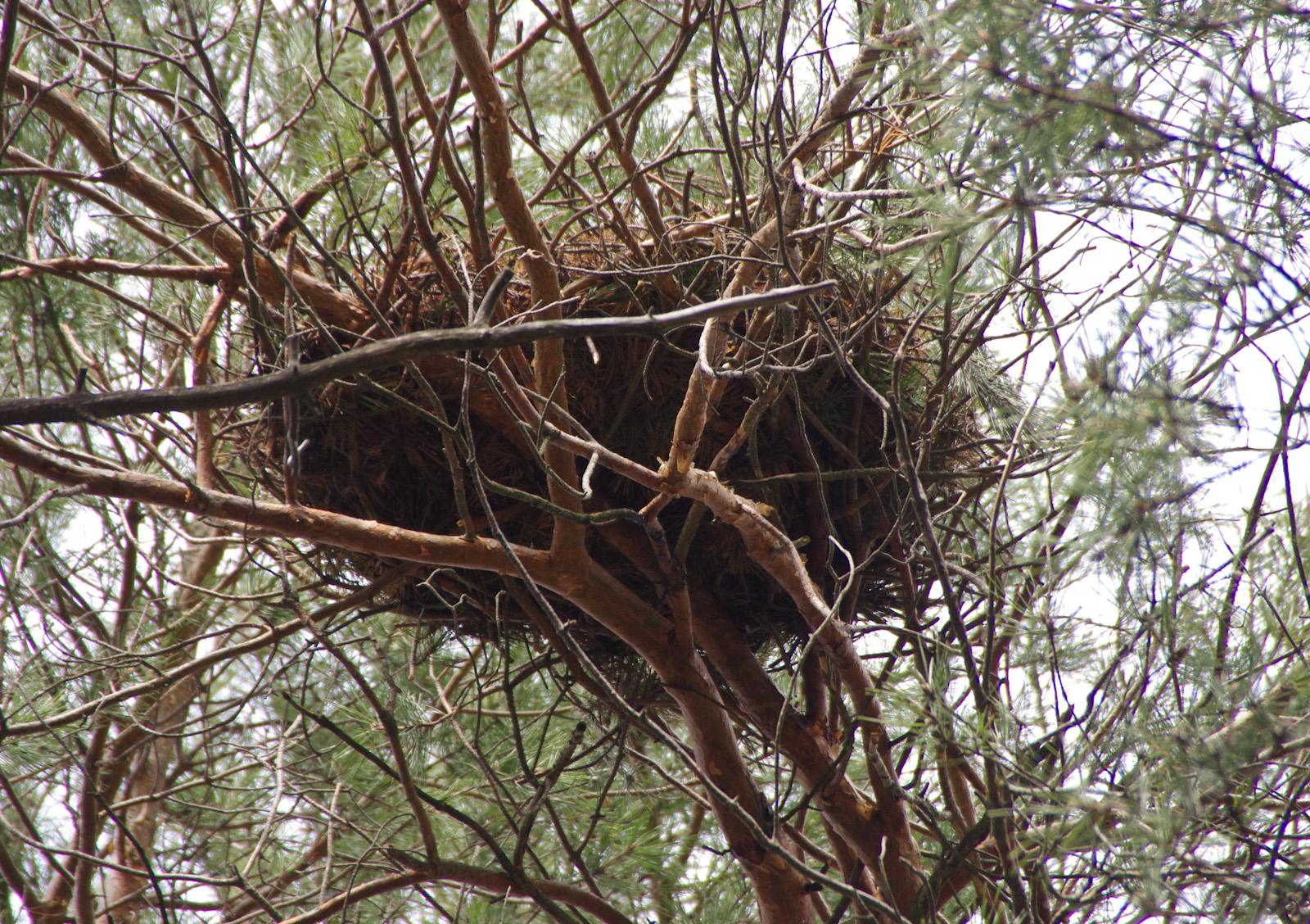 dandelions and concrete tree top breeding