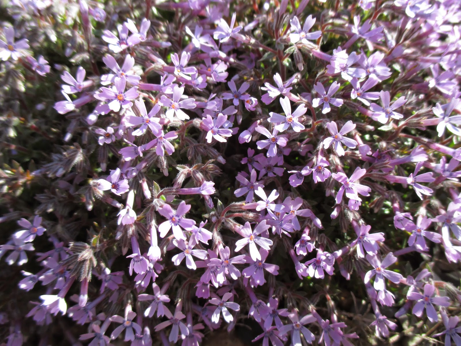 Juniper Hill Lilacs Extending The Season