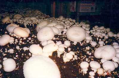 Champignons selber anbauen Champignons im Flachbeet anbauen