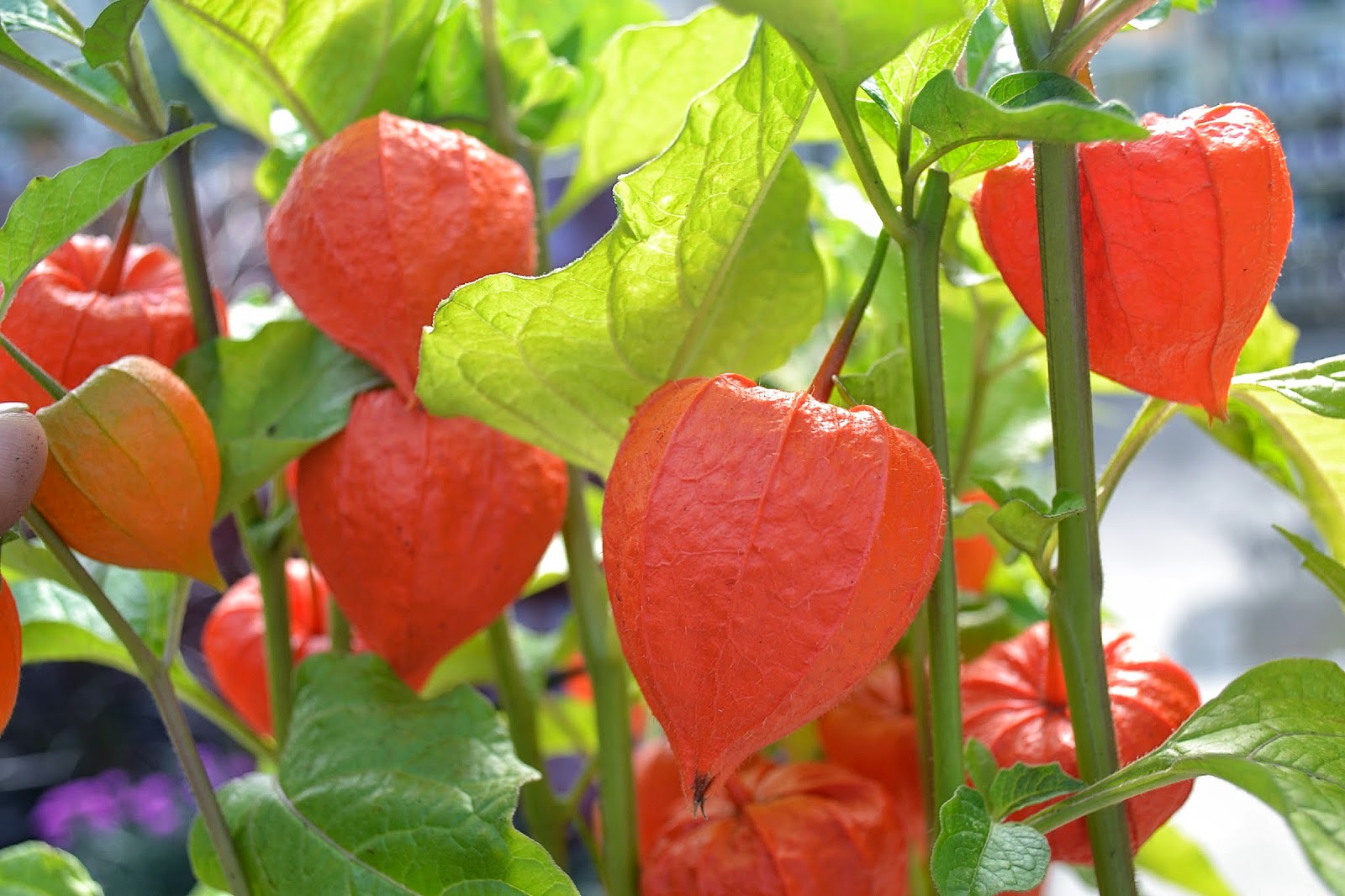 The Outlaw Gardener Physalis Alkekengi is My Favoirte