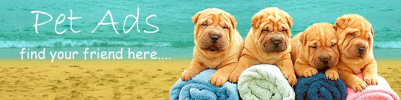 Pet Ads