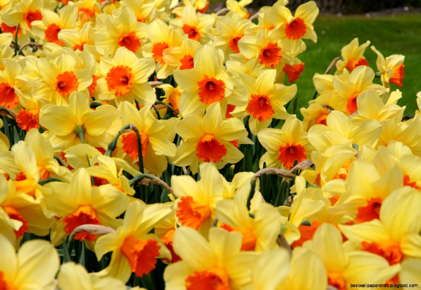 High Tech Hunt A Summary Of Daffodils… High Tech Hunt A Summary Of Daffodils…