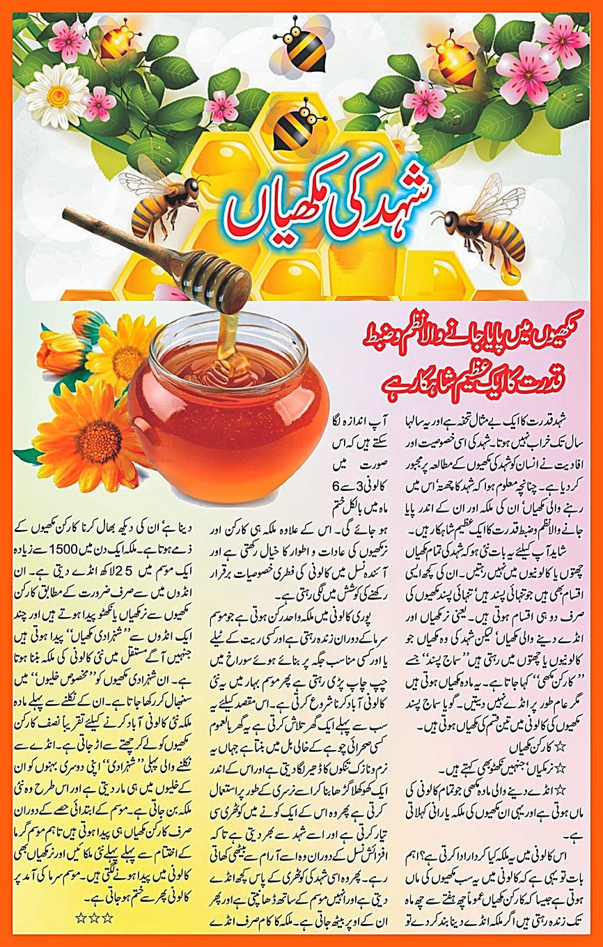 Honey Bee Information Urdu Farming Honey Bee Poem Urdu 2014, 2015