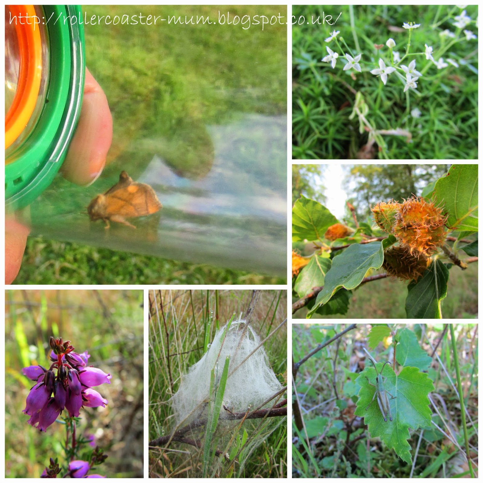 Festoon Moth and other wildlife, RSPB Farnham nature reserve RSPB Farnham nature reserve, Festoon Moth