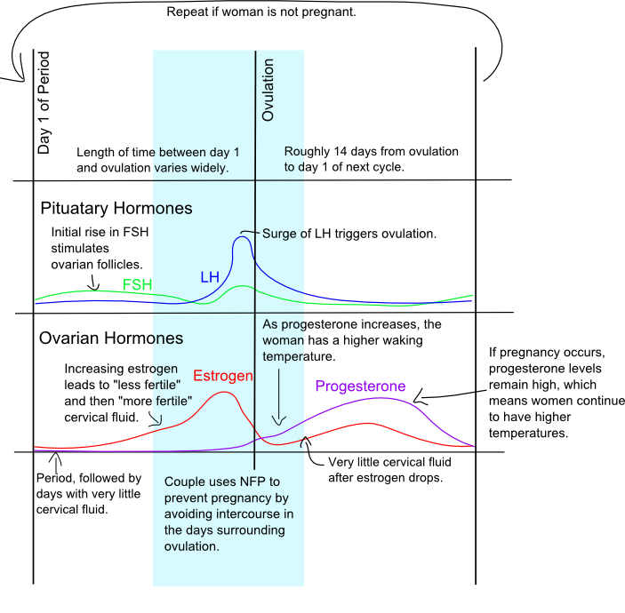 ready set chart the menstrual cycle the biology behind nfp charting menstrual cycle