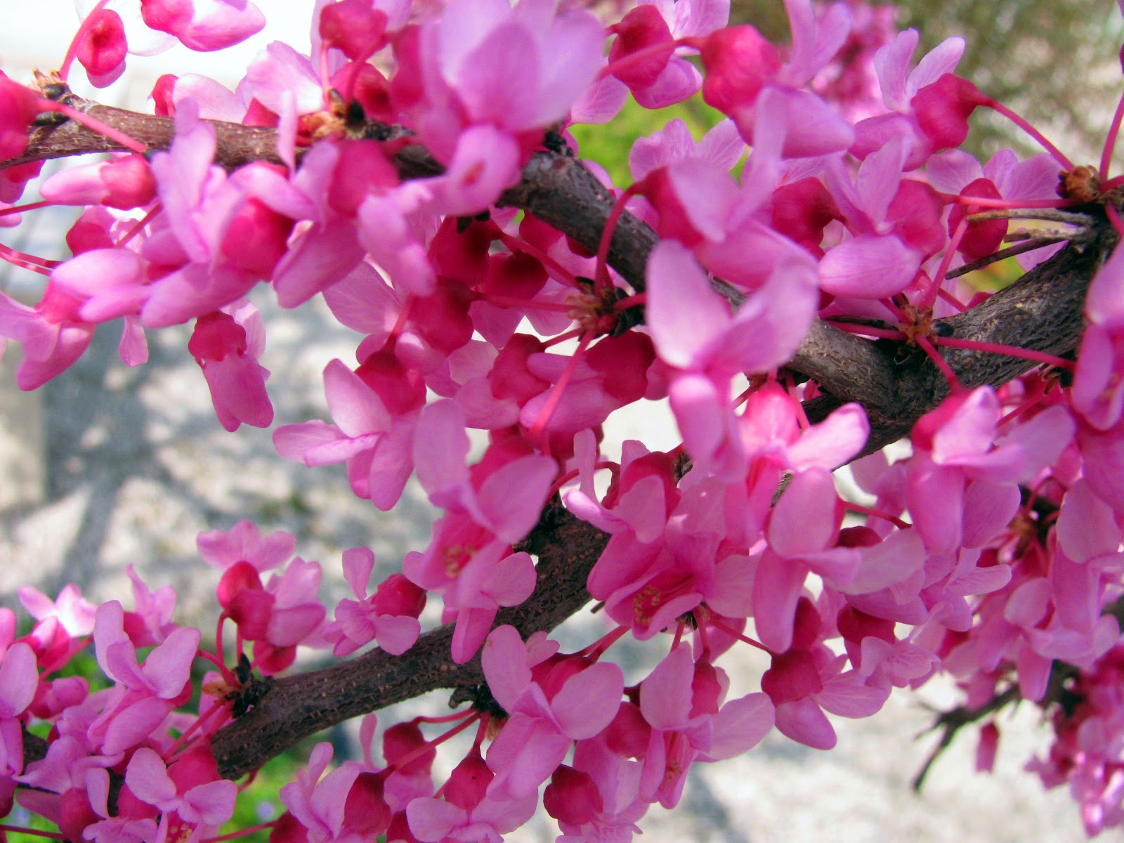 curving back March 2012