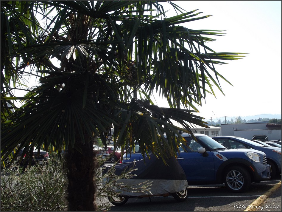 My Eclectic Thoughts Walking around Portland