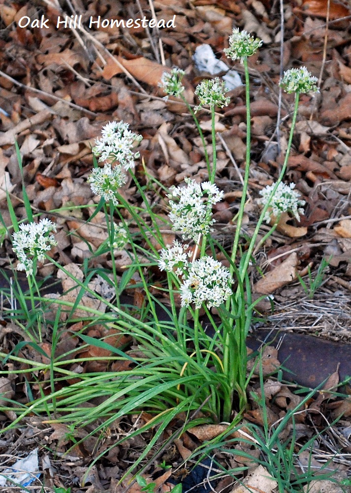 Wild Onions Oak Hill Homestead
