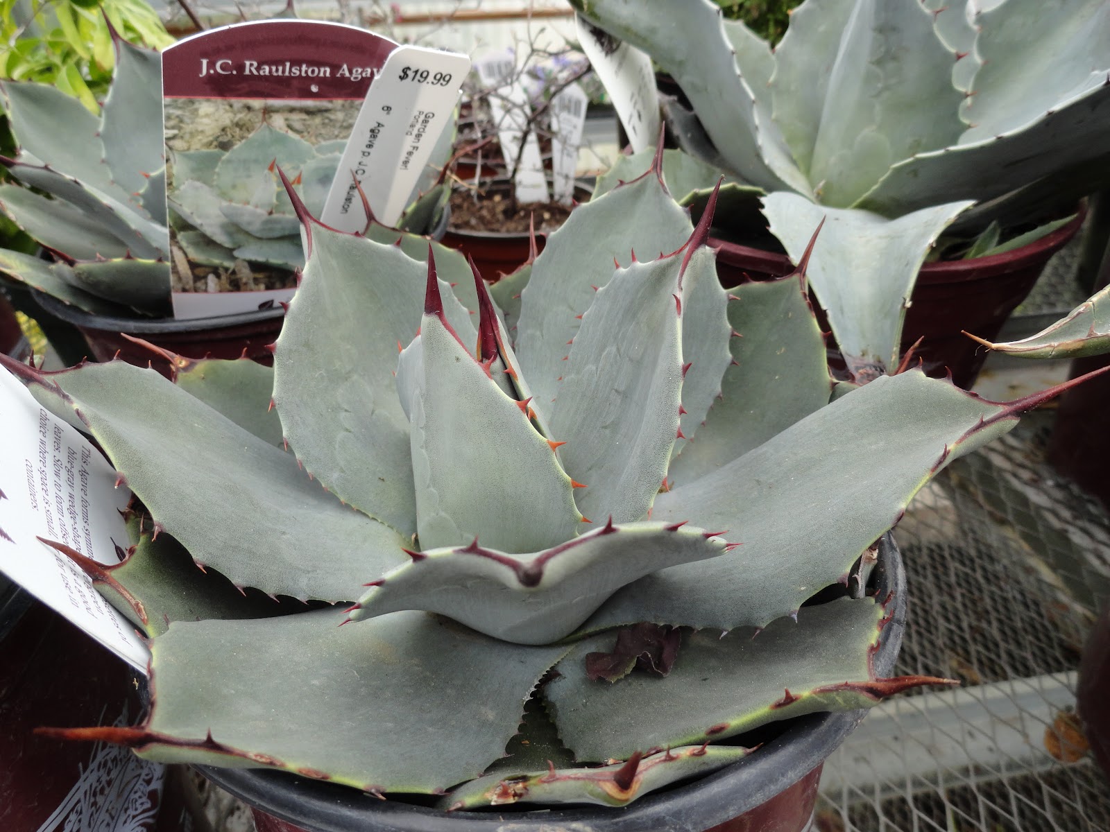 danger garden doin’ doubletakes…