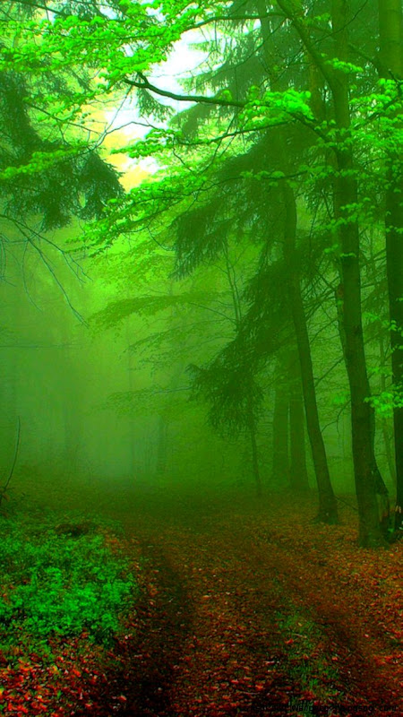 Green iPhone 6 Wallpapers HD Green iPhone 6 Wallpapers HD