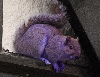 Purple Squirrel