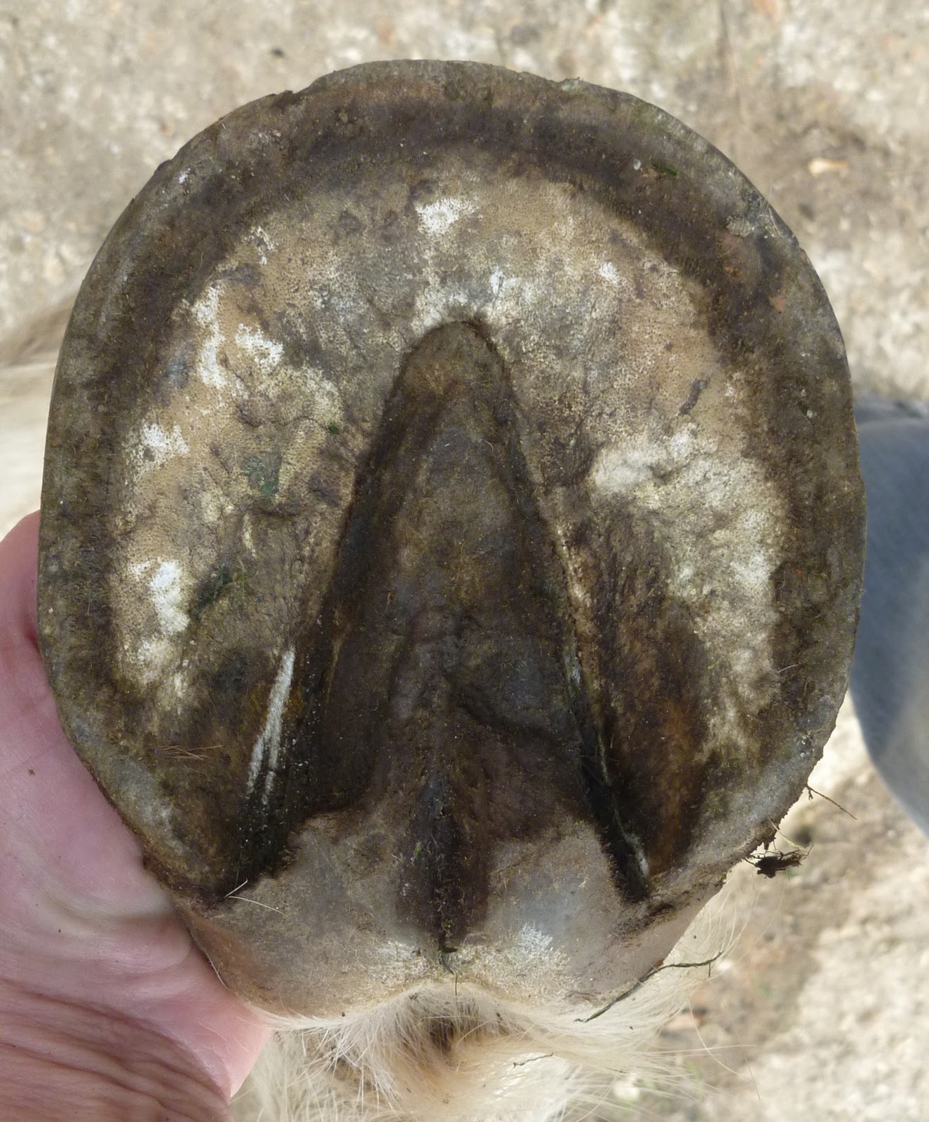 Barefoot Horse Blog Does your overweight horse have hooves that are