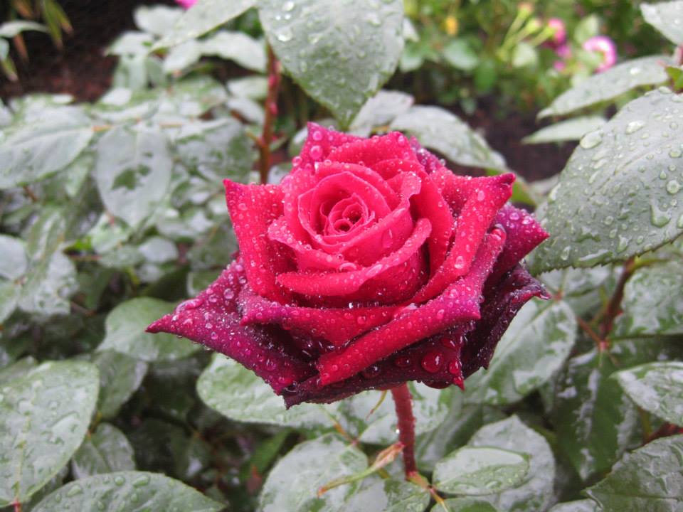 The Stone And The Star Rilke S Rose Poems In Translation V