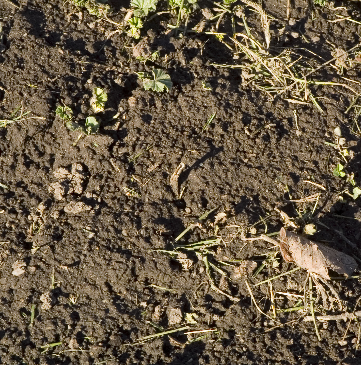 Dirt