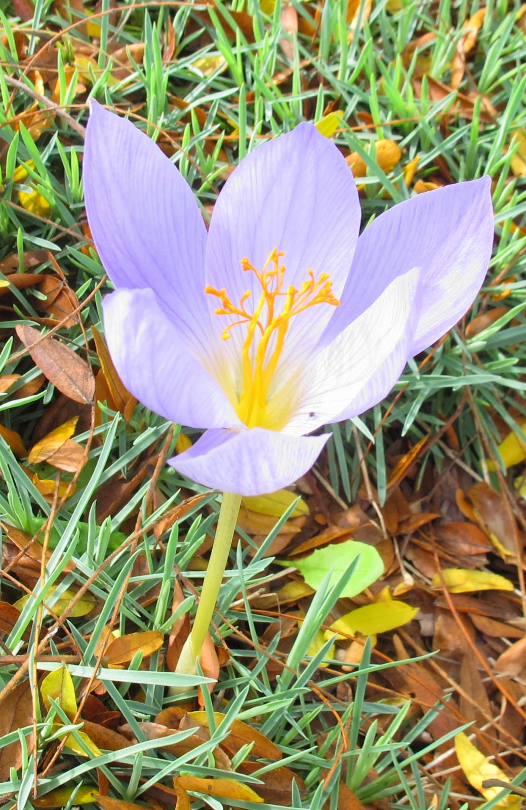 Magical autumn crocus  a story