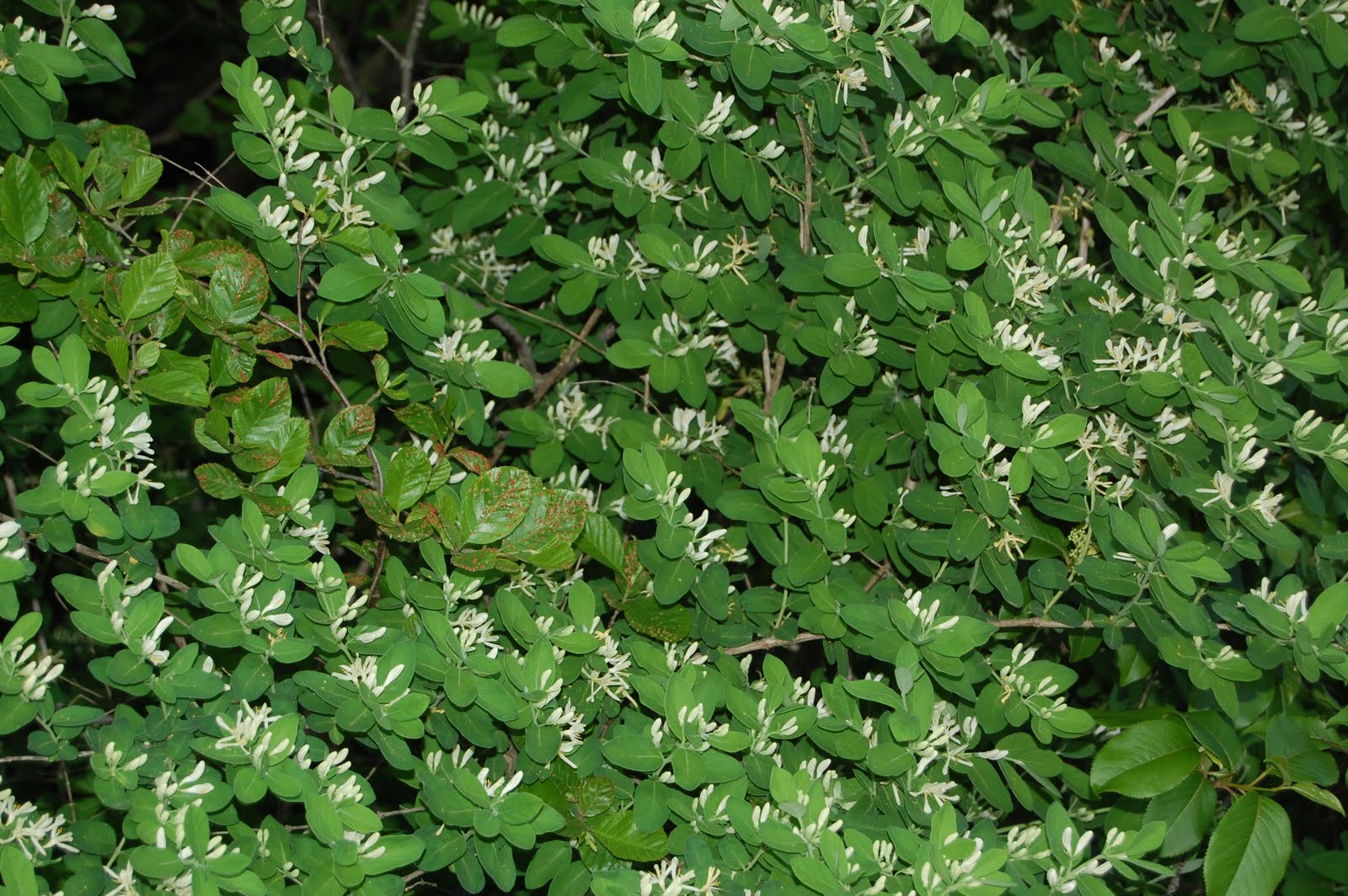 Sprouts Maine Woodland Wildflower Walk