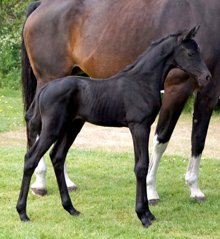 Behind the Bit Totilas babies