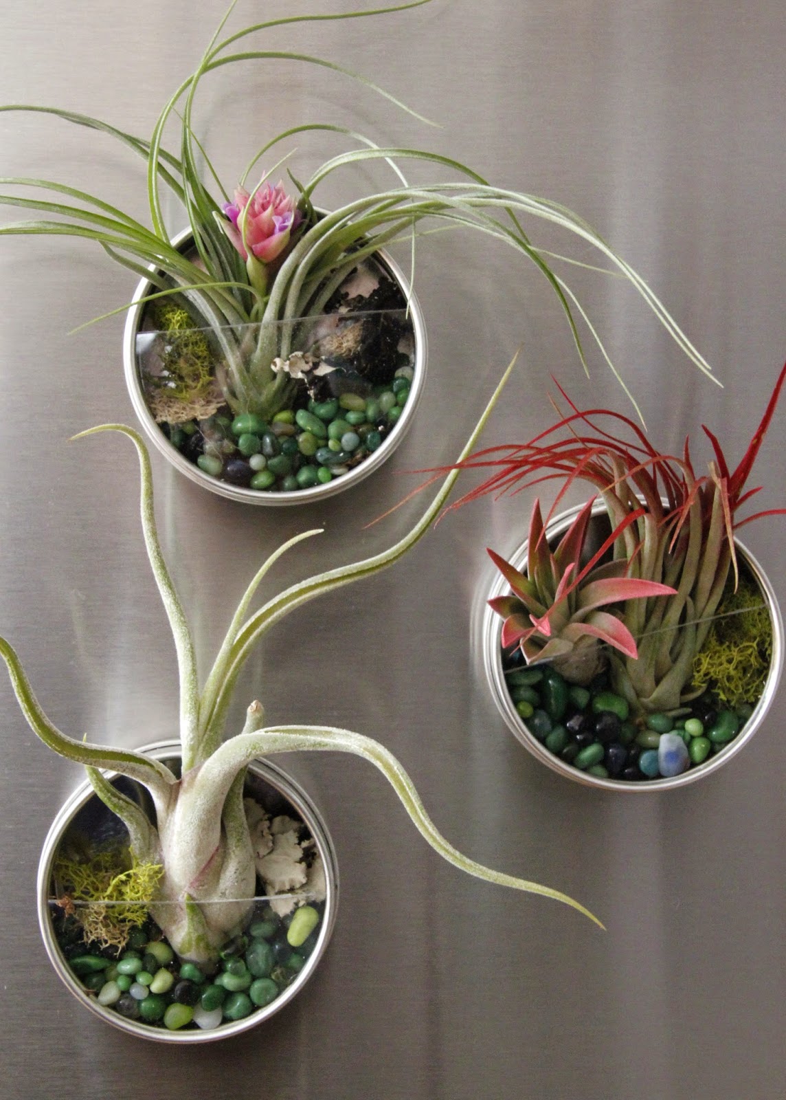 Tilly's Nest DIY Air Plant Terrariums