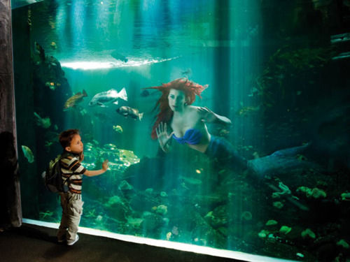 mermaid fish tank
