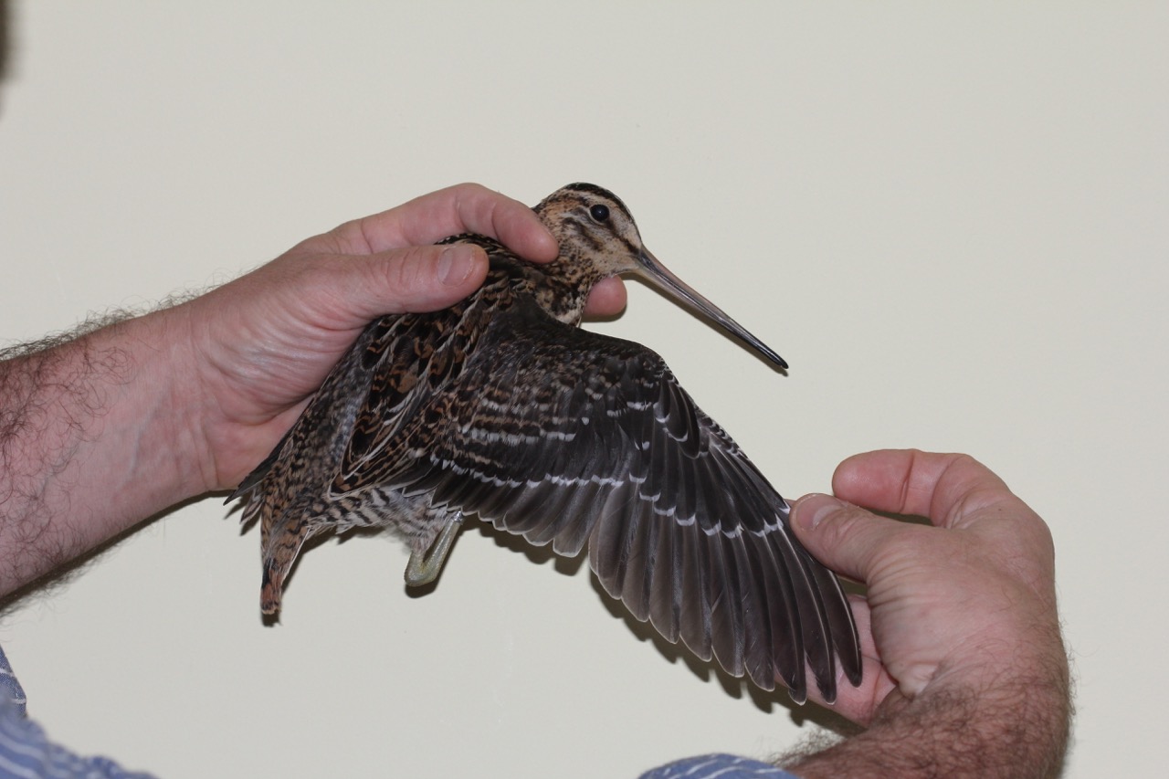 2014 RINGING TOTALS