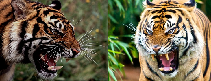Wild Animals Life: Bengal Tiger Vs Sumatran Tiger Fight
