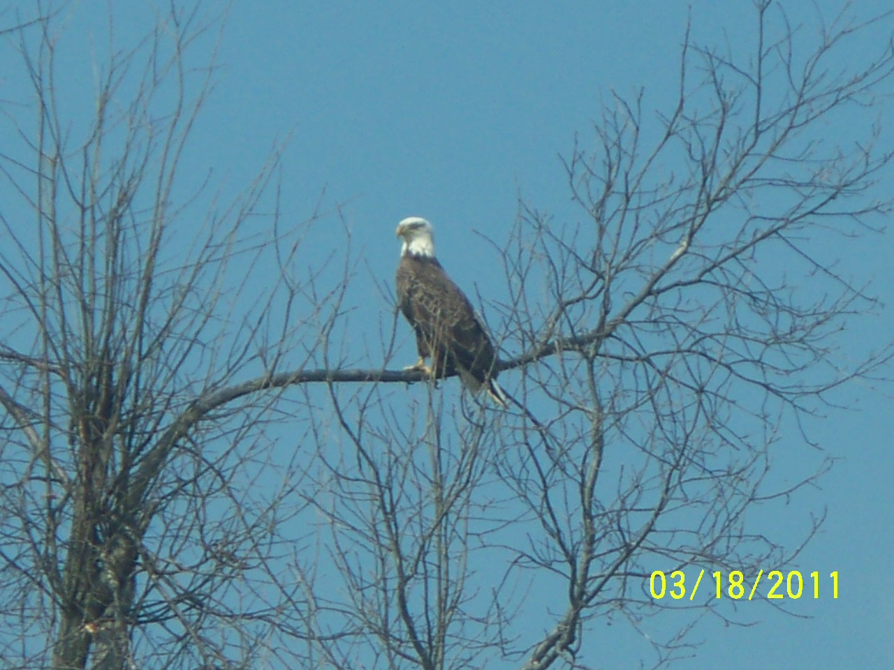 Southern Illinois Tourism Bald Eagle Watching in Southern Illinoios