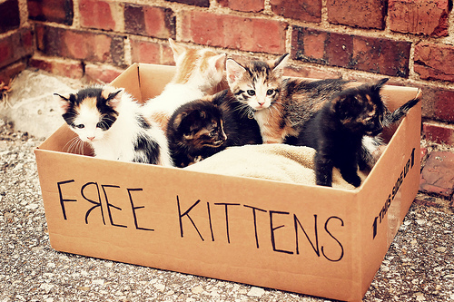 Zestzfulness: FREE KITTENS