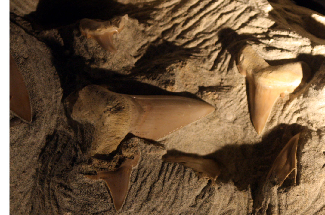 Carcharocles angustidens - Carnivora