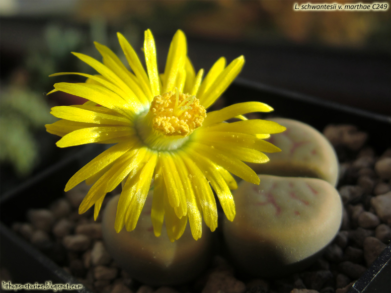 C249+schwantesii+v.+marthae_002.jpg