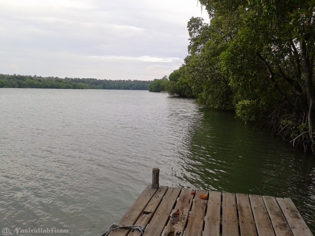 Ini tamanan bakau (hutan mangrove) disekitaran Karimunjawa