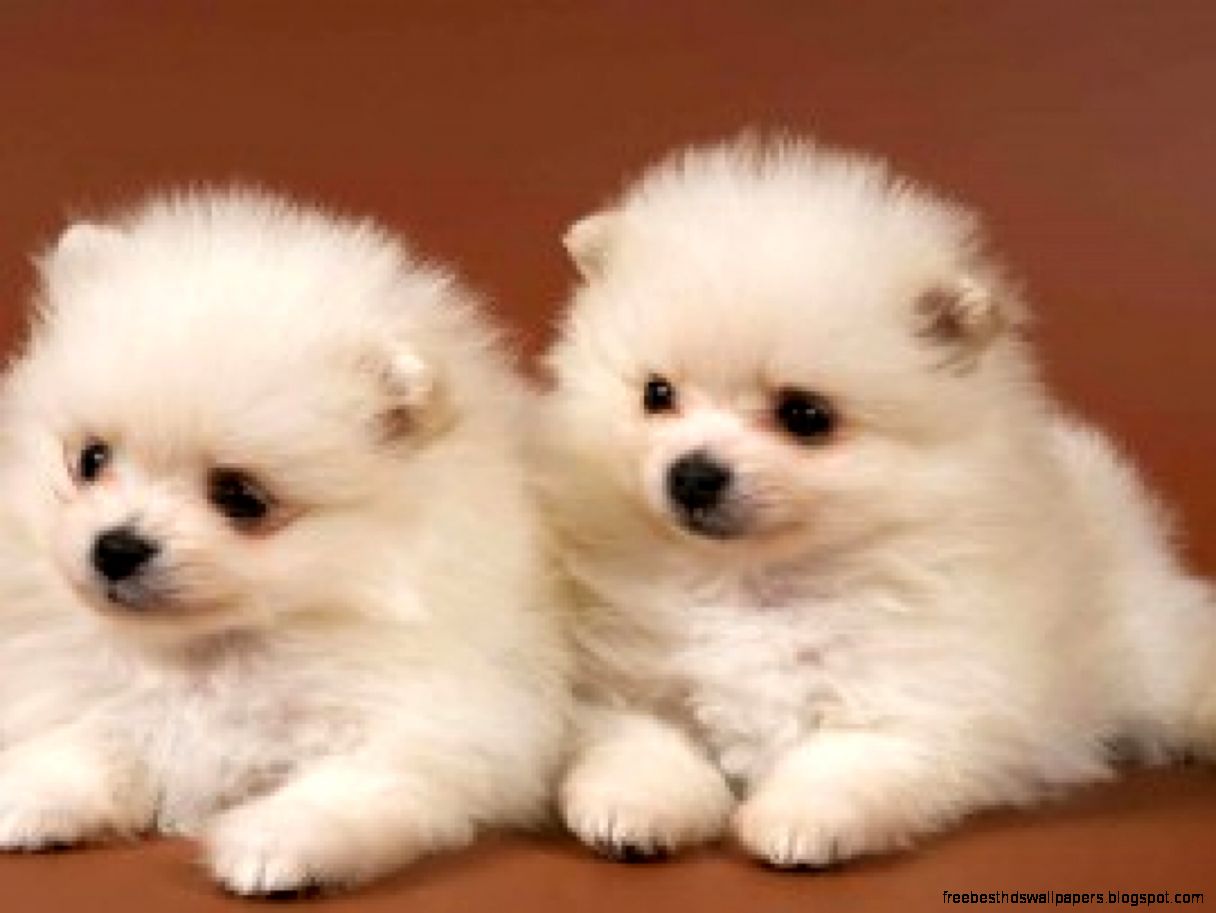 Cute Puppies Cute Puppies