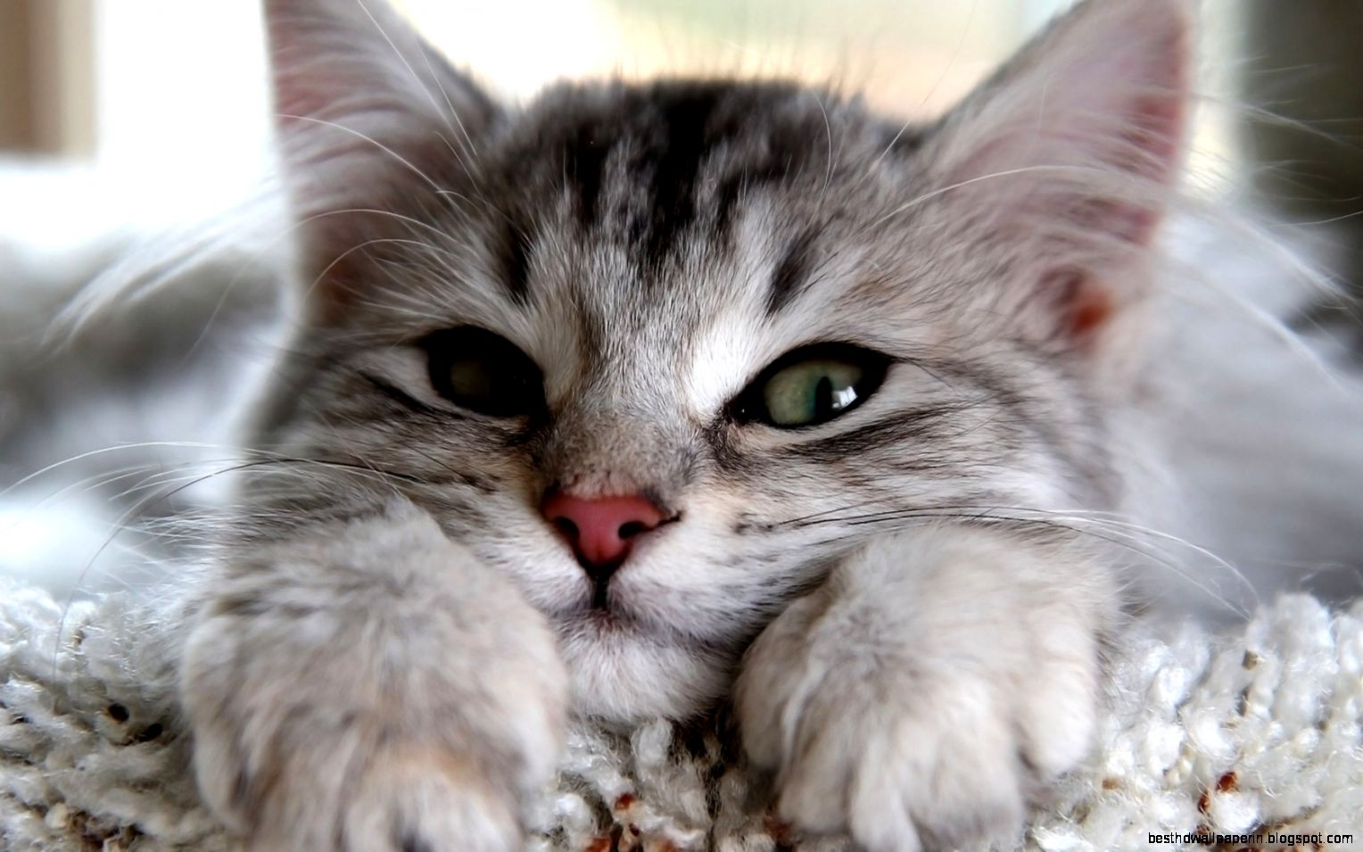 Cute Kitty Wallpapers Wallpaper Zone Cute Kitty Wallpapers Wallpaper Zone