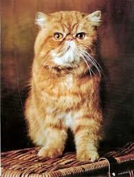 Ternak Persia: Kucing Persia