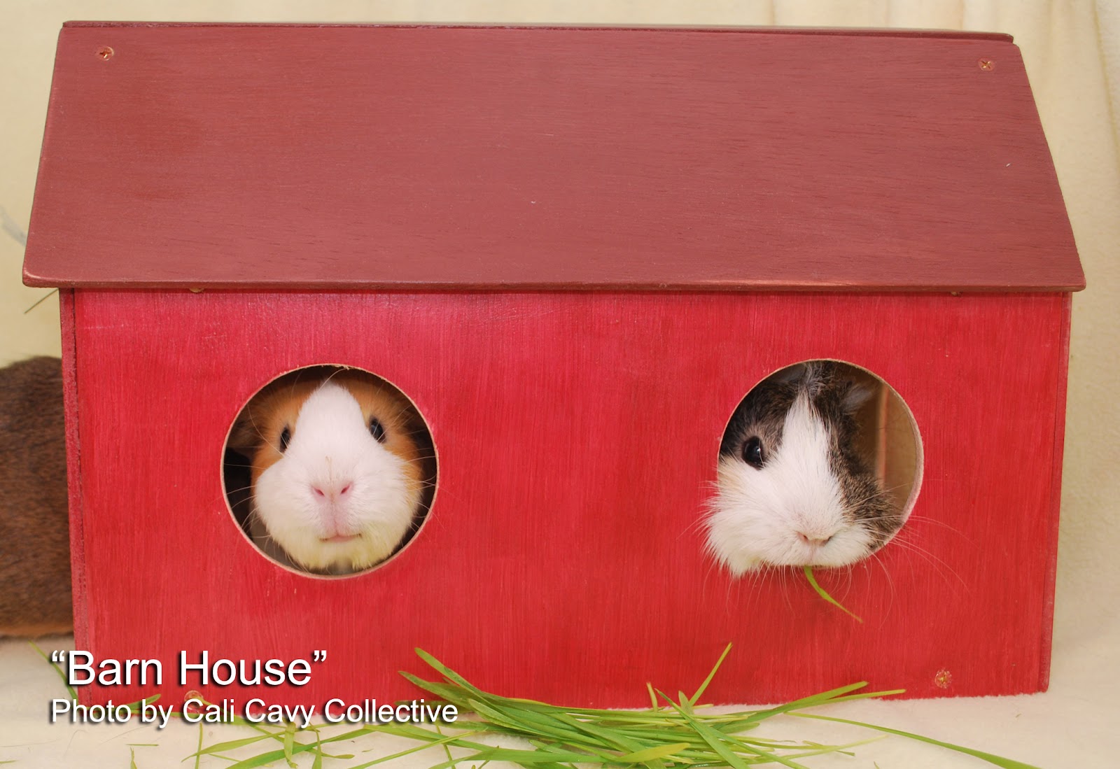 Cali Cavy Collective: a blog about all things guinea pig: Wooden guinea