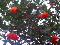 Madroños en el Jardín Botánico