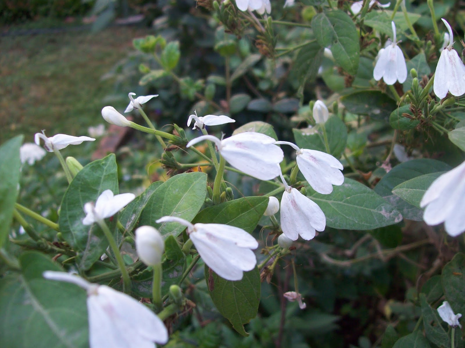 gardentropics Jasmine and Pseudo Jasmine
