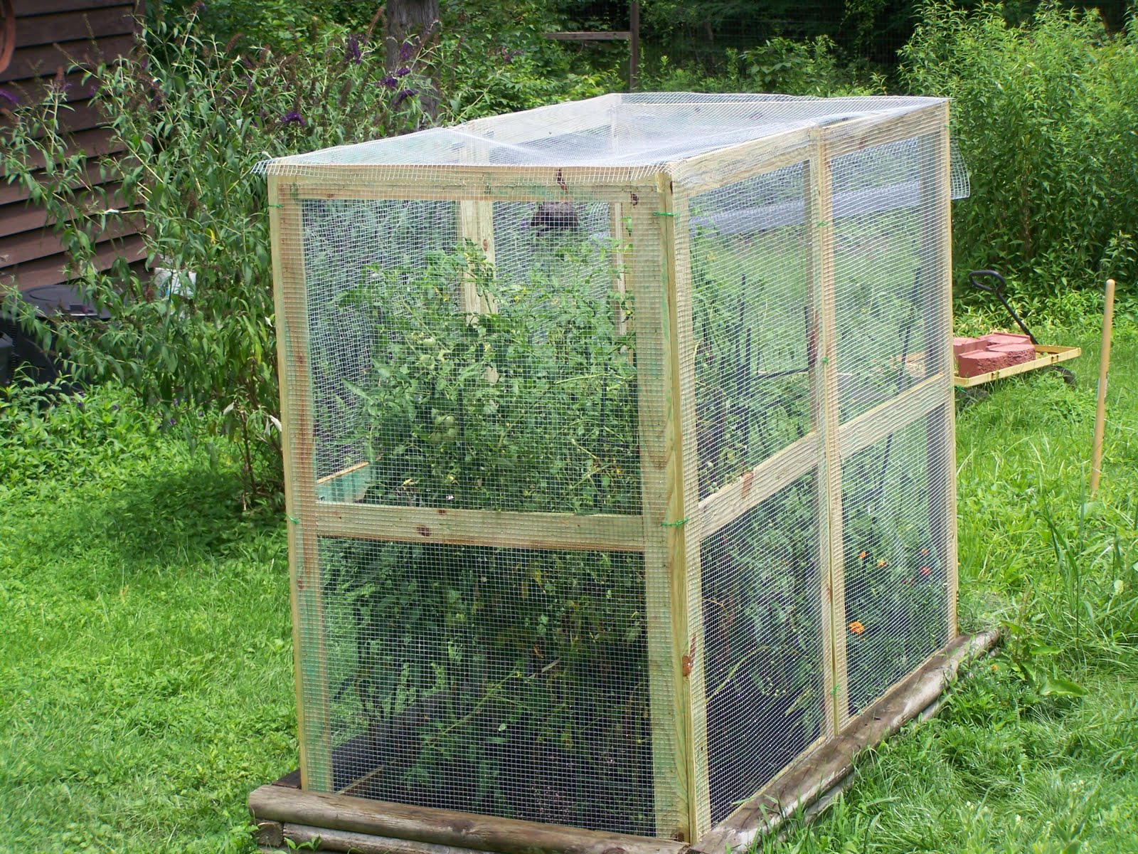 Experimental Garden: June 2011