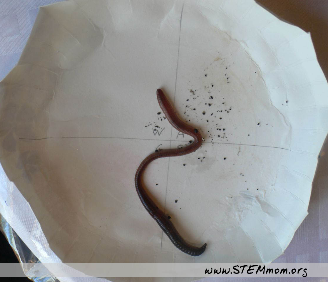 Dr. STEM Mom Can Worms Smell? Wormy Experiment