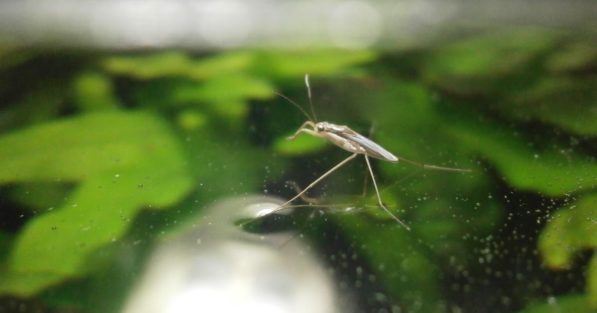 It's All About Aquascaping! Bugs in planted aquarium