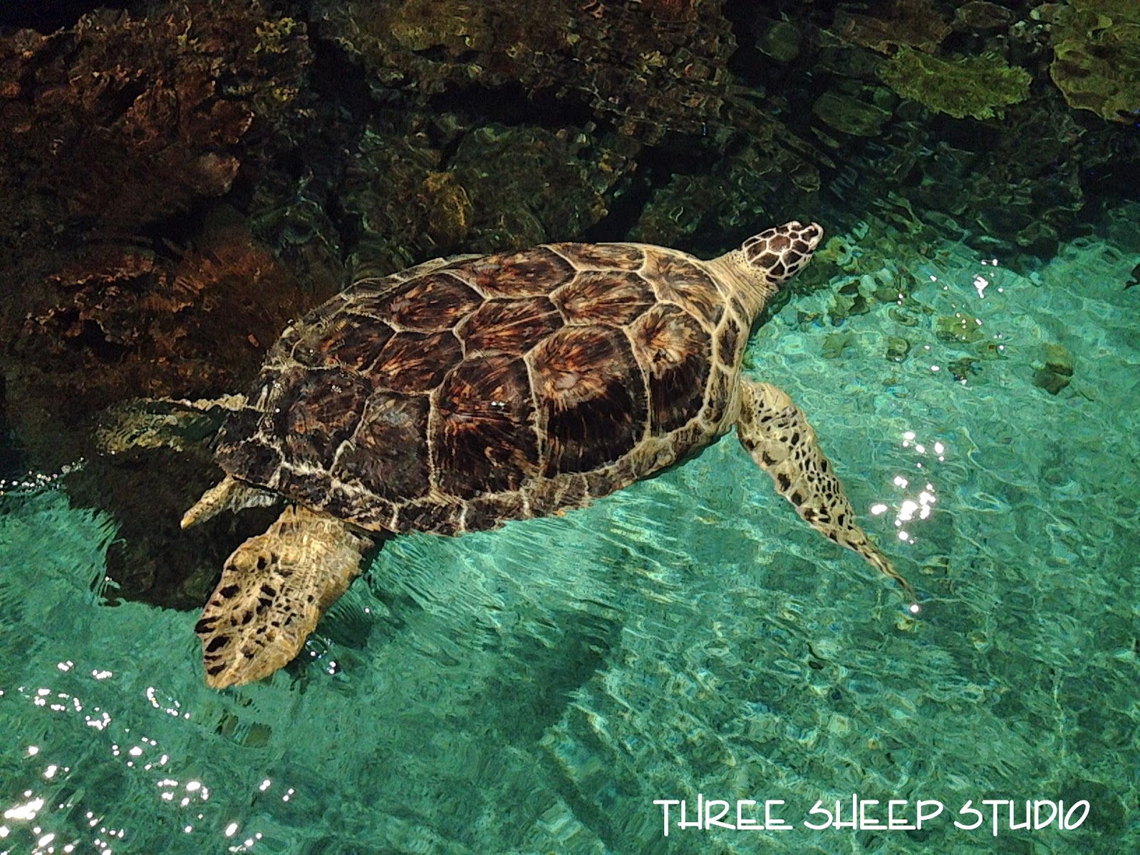 Three Sheep Studio A "Smack Of Jellyfish" At The Baltimore Aquarium...