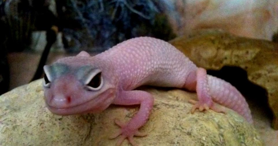 Pink Leopard Gecko | Amazing Wallpapers