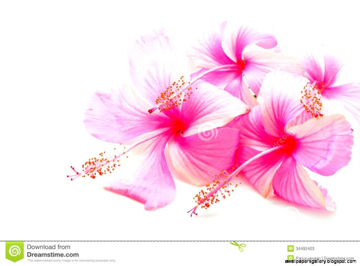 Colorful Pink Hibiscus Flower Isolated On A White Background Stock Colorful Pink Hibiscus Flower Isolated On A White Background Stock