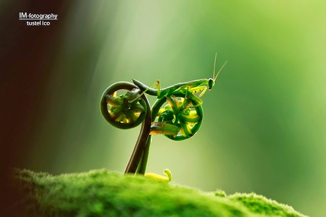 10-Perfectly-timed-animal-shots | I will learn leadership Perfectly-timed-animal-shots