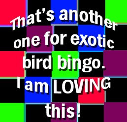 Exotic Bird Bingo, turquoise