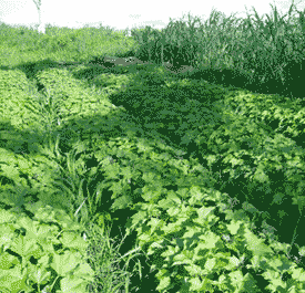 Jatropha Images