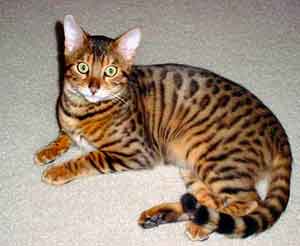 Ashera cat - MY PETS